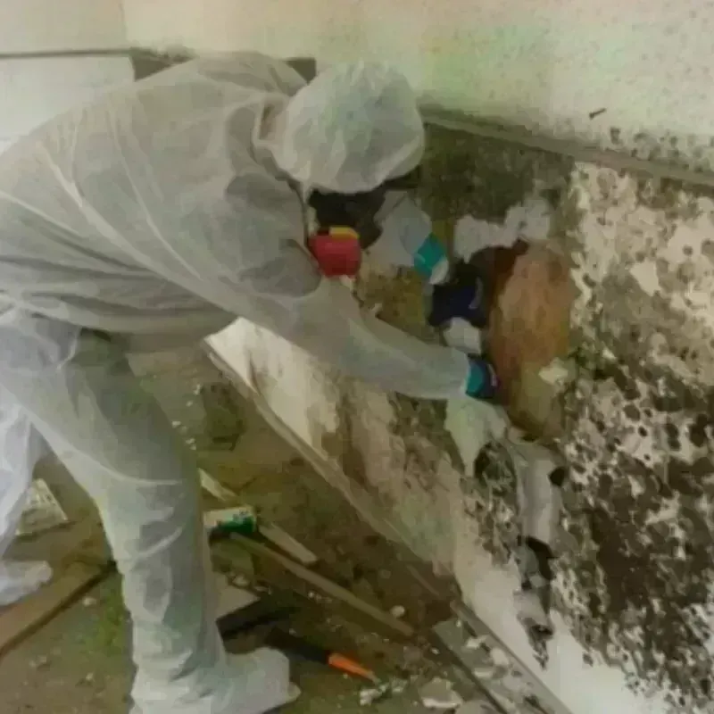 Mold Remediation and Removal in Dublin, TX